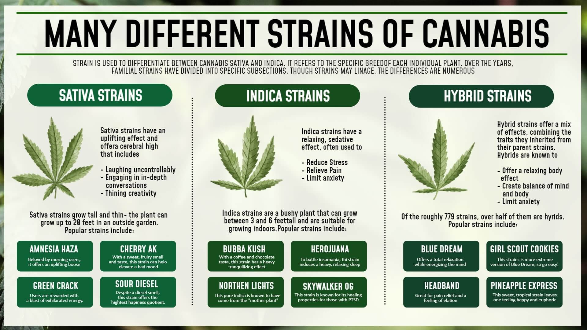 strains of cannabis menu design